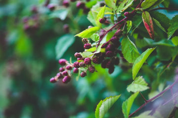 Plantas Silvestres Comestíveis: Como Identificá-las e Evitar Intoxicações