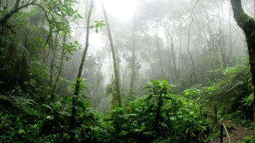 Como sobreviver na selva?