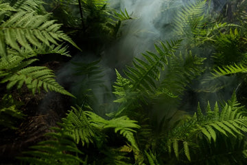 Sobrevivência na Floresta Tropical: Clima, Tipos de Floresta e Riscos