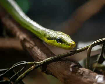 Cobras Venenosas: os Tipos Mais Comuns e Como Identificá-las